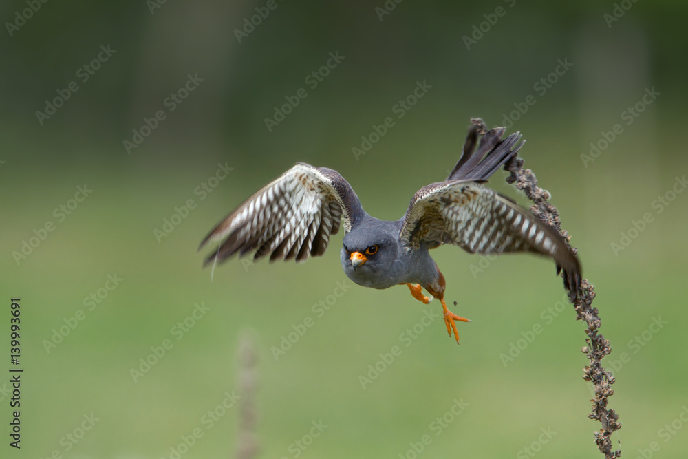 Fototapeta premium Wildlife