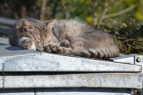 Śpiący kot na dachu