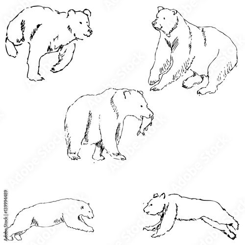 The Bears. Sketch by hand. Pencil drawing by hand. Vector image. The image is thin lines