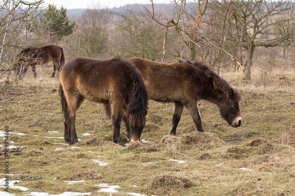 Wild horse on grassland in Milovice, Czech republic Wild horse on grassland in Milovice, Czech republic