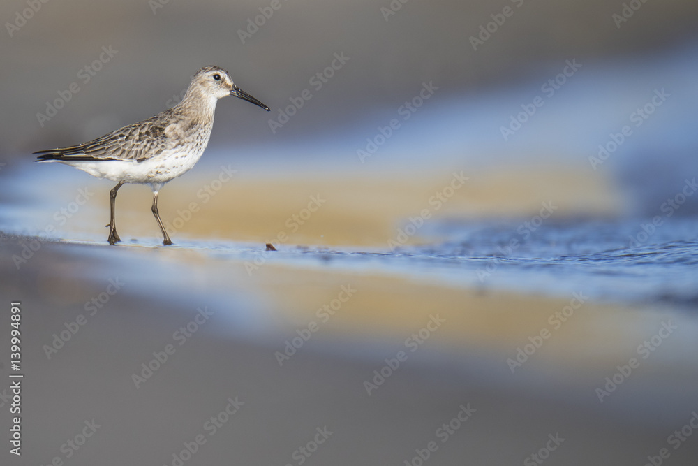 Wildlife Wildlife