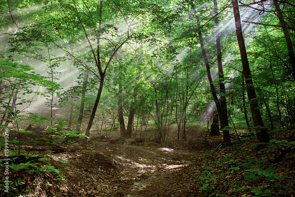 Naklejka premium sun rays through the trees in the forest in sunny day