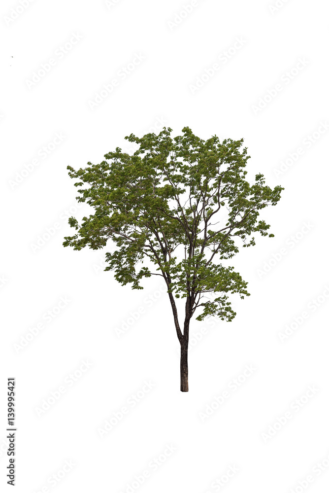 tree isolated tree isolated