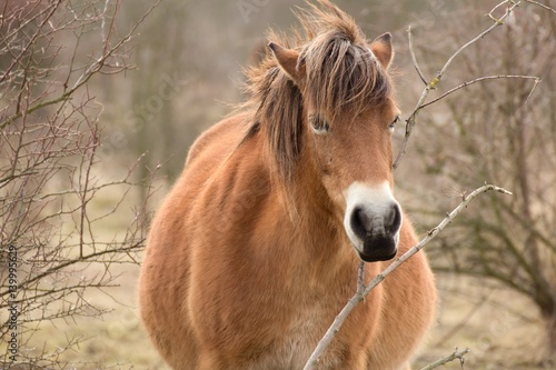 Wild horse on grassland in Milovice, Czech republic © martinh76