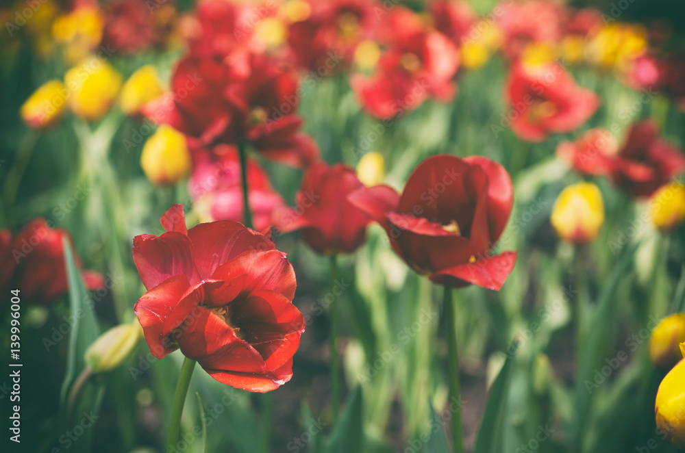 Obraz premium Red beautiful tulips field in spring time, seasonal natural floral vintage hipster background