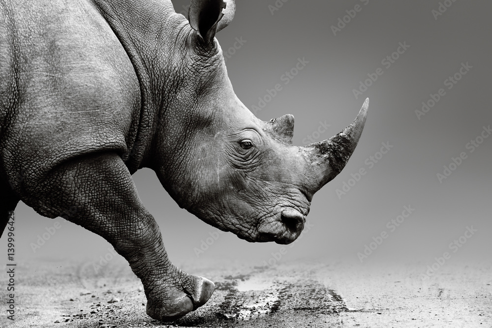 Rhino close up while mobile in Pilanesberg National Park. Fine art, monochrome. Rhinocerotidae - obrazy, fototapety, plakaty 