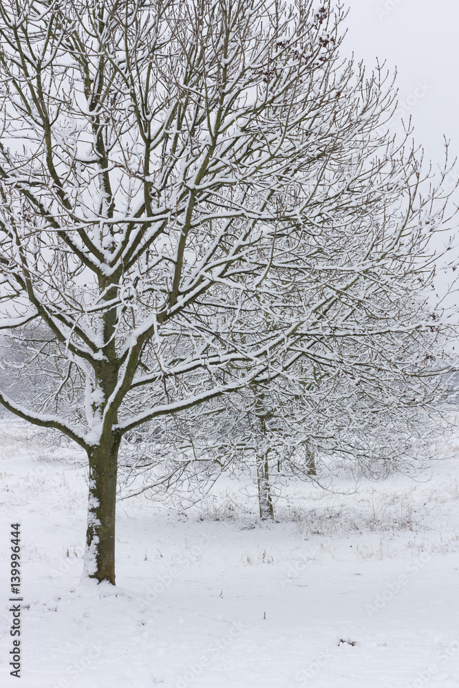 Fototapeta premium Endlich Schnee