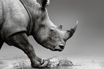 Fototapete Nashorn Nashorn hautnah, während es im Pilanesberg-Nationalpark mobil ist. Bildende Kunst, monochrom. Nashörner  © EtienneOutram
