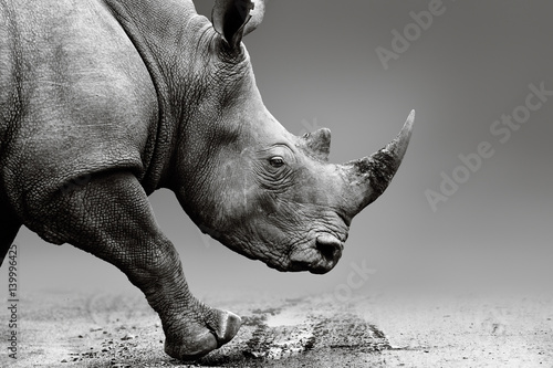 Fotografie, Obraz Rhino close up while mobile in Pilanesberg National Park