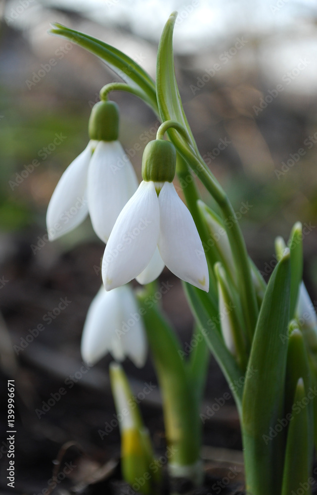 Fototapeta premium подснежники