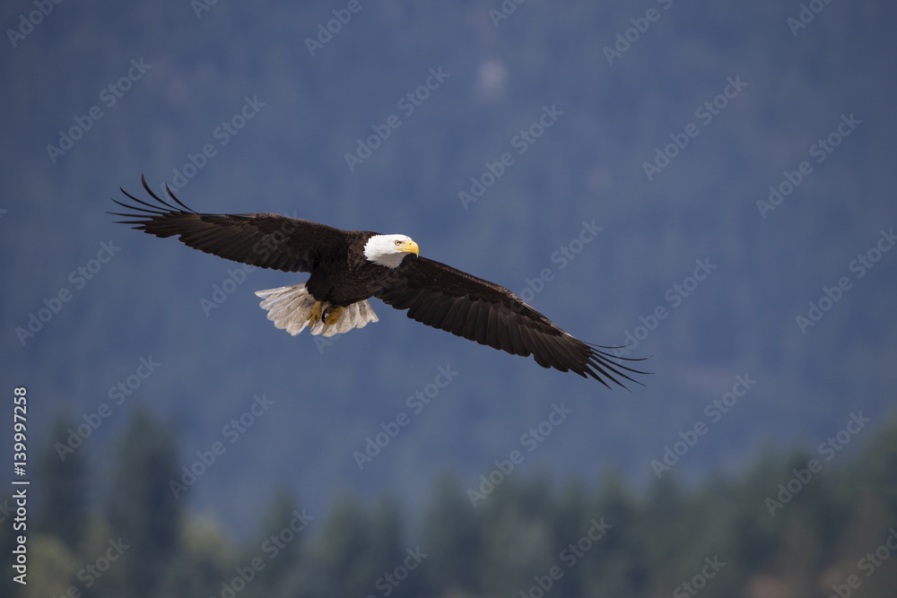 Naklejka premium Wildlife