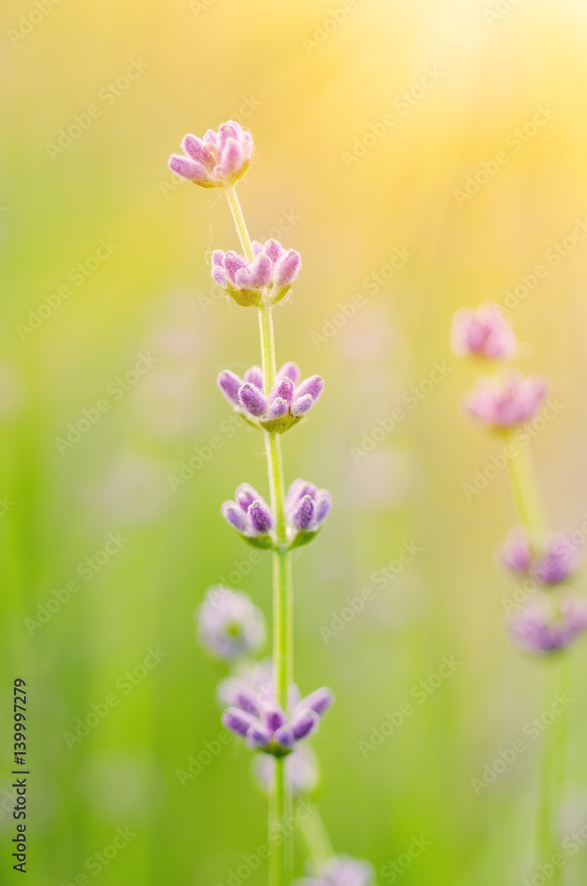 Blossoming of lilac lavender flower in green grass at summer time, natural floral seasonal background with sun shining