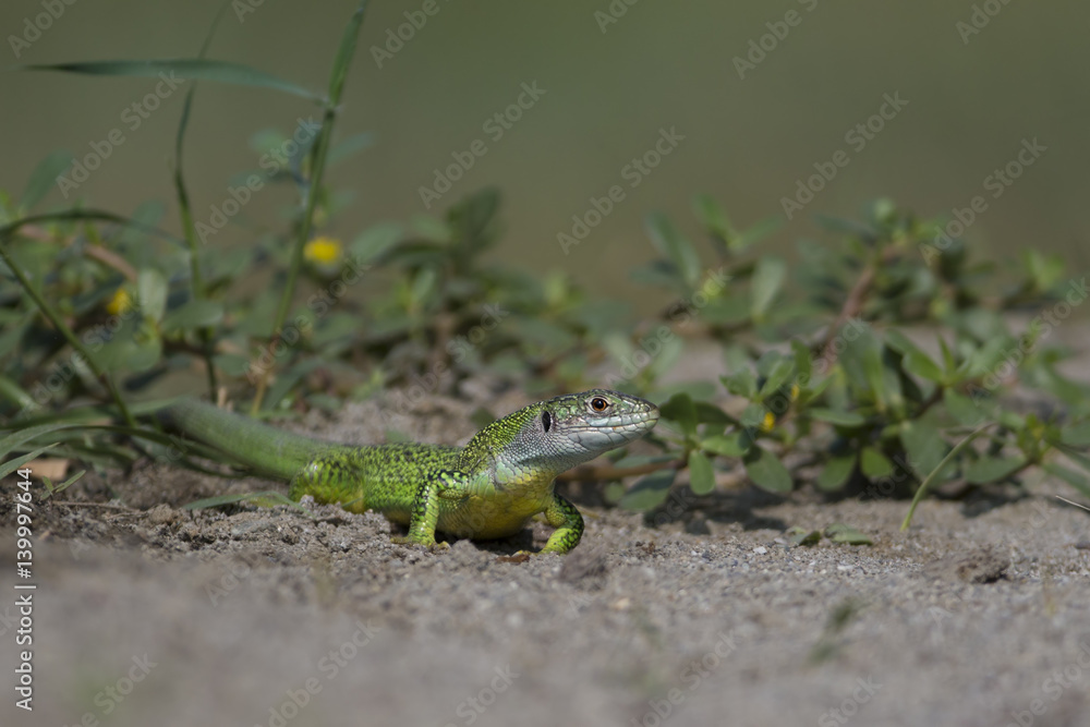 Fototapeta premium Wildlife