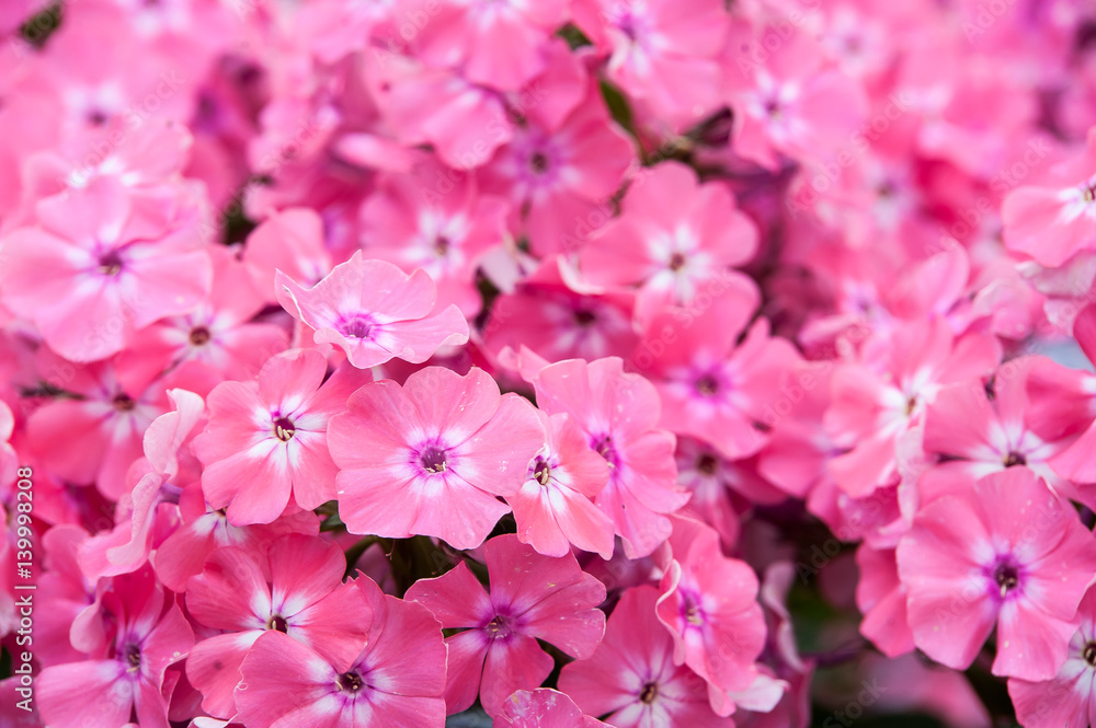 Phloxes pink. Flowers