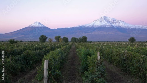 Snowcapped legendary Ararat mountain at sunrise, symbol of Armenia, with rows of vineyard in front