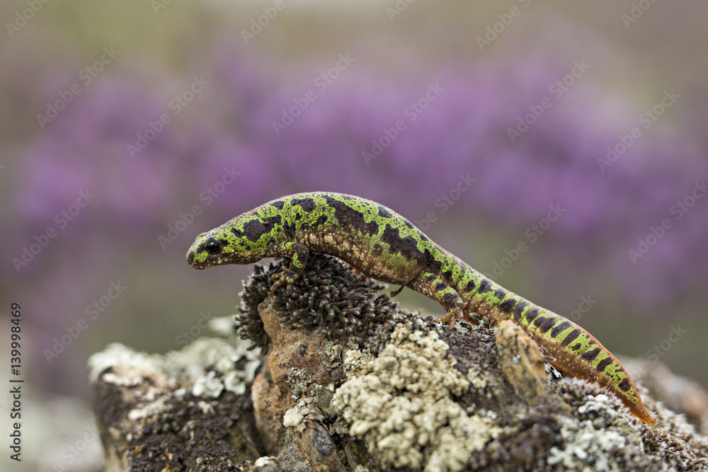 Fototapeta premium Wildlife