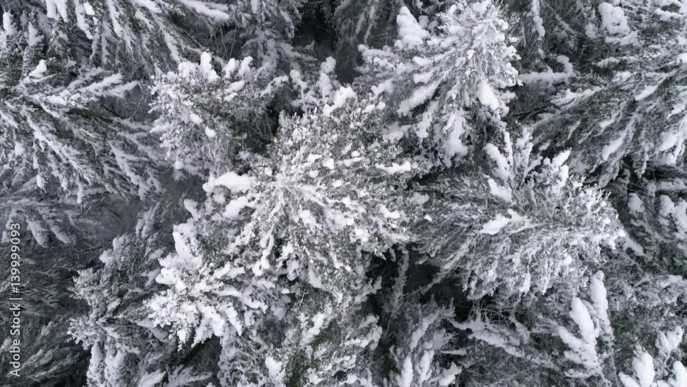 Amazing Aerial Flying Above Frozen Forest Trees with Cold Winter Snow Flakes Falling Amazing Aerial Flying Above Frozen Forest Trees with Cold Winter Snow Flakes Falling