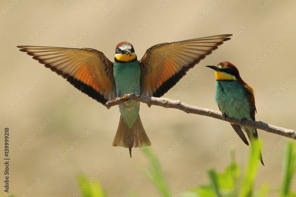 Fototapeta premium Wildlife