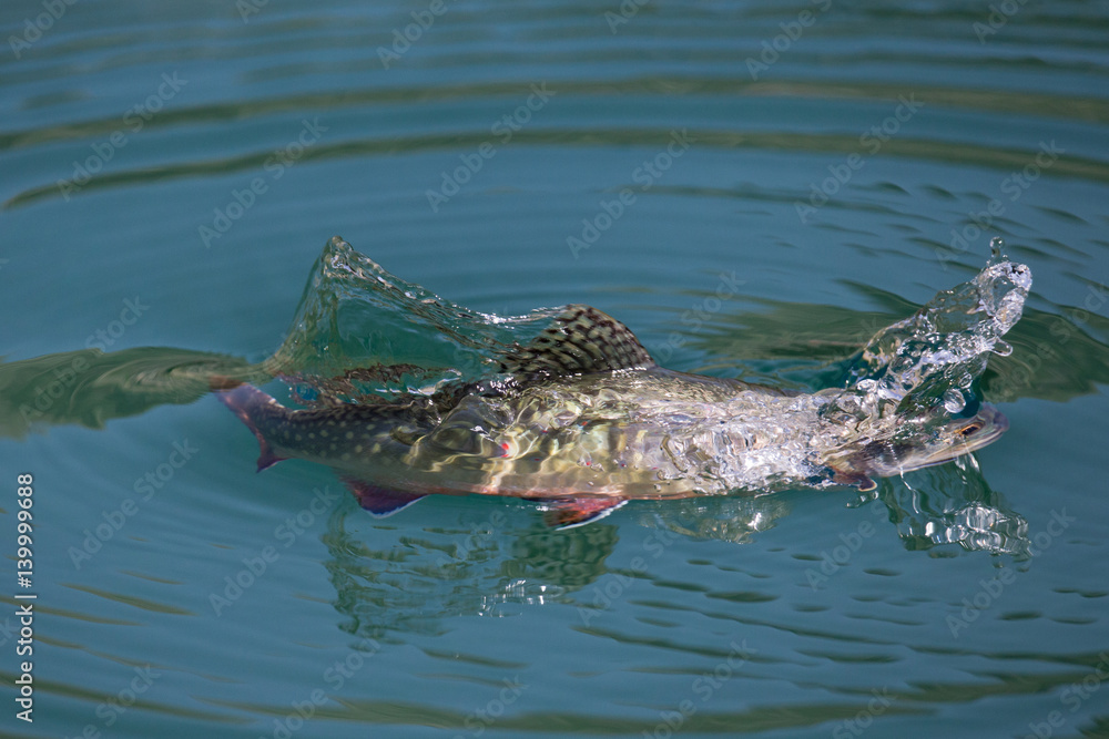 Fototapeta premium Wildlife