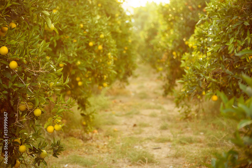 Foto Orange garden with ripening orange fruits on the trees with green leaves, natura