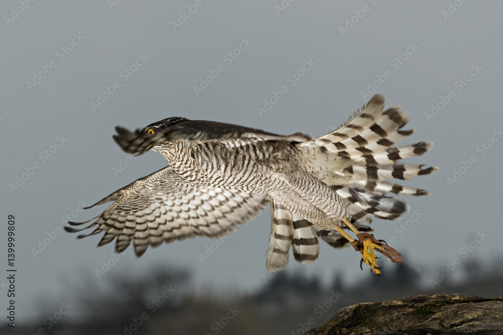 Obraz premium Wildlife