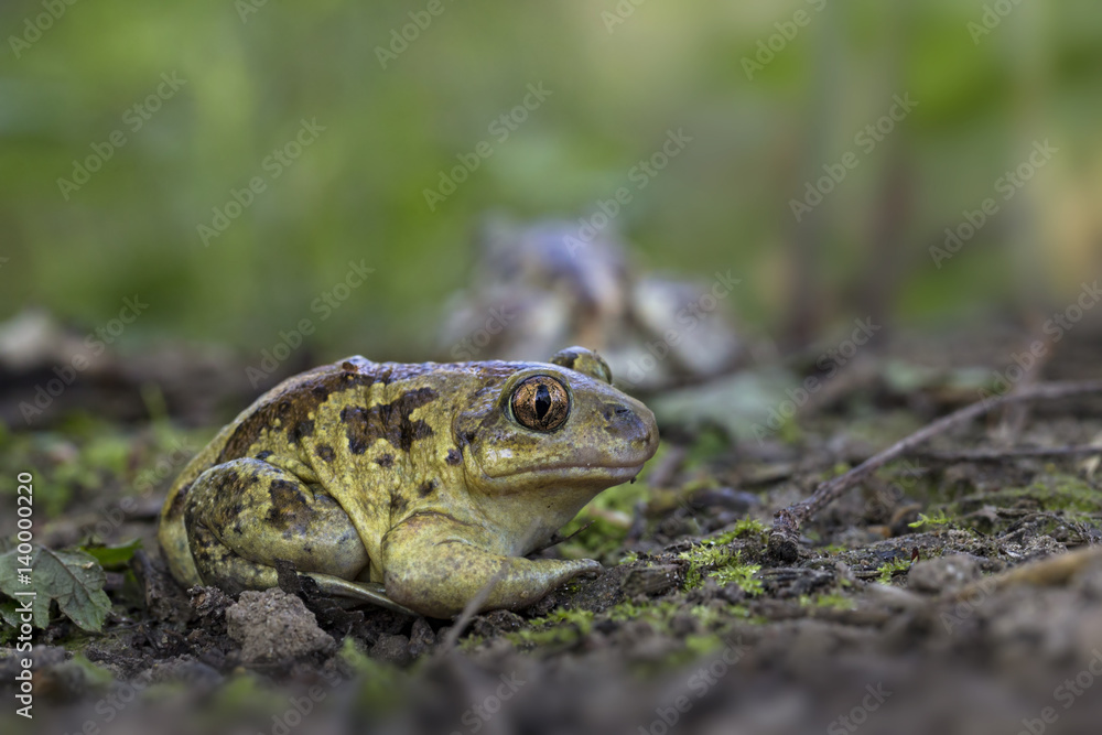 Obraz premium Wildlife