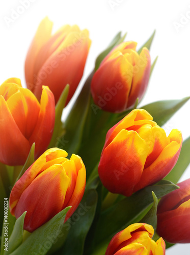 Beautiful red and yellow tulip flowers on white.