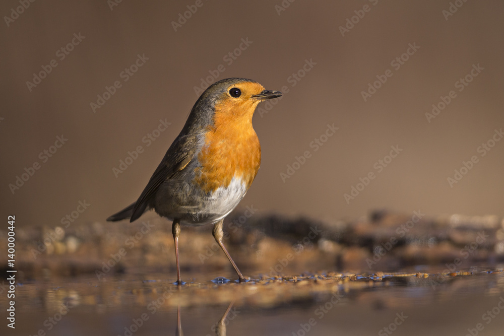 Wildlife Wildlife