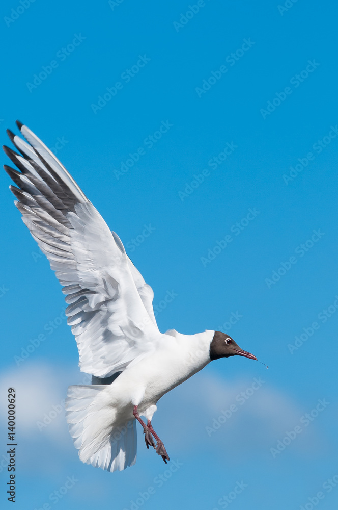 Fototapeta premium Gull in Flight