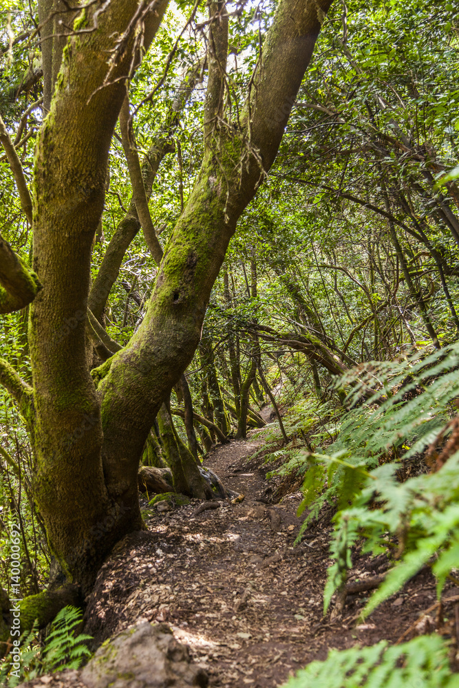 Canary Islands: La Gomera,  Garajonay national park