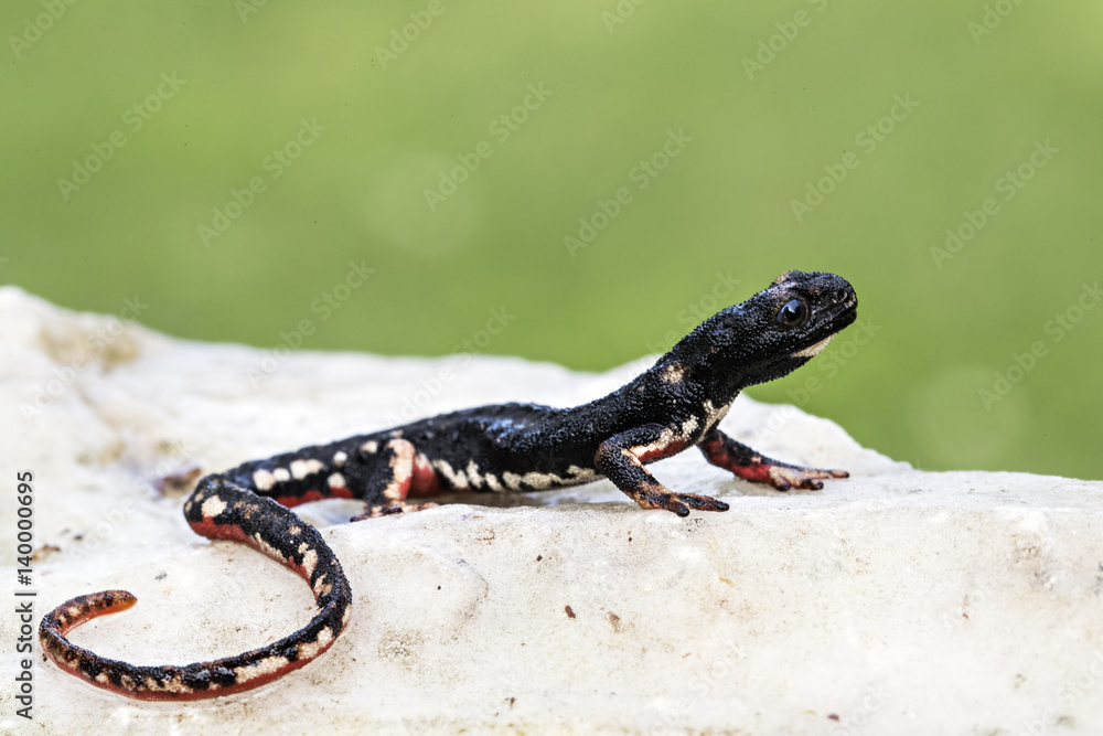 Obraz premium Wildlife