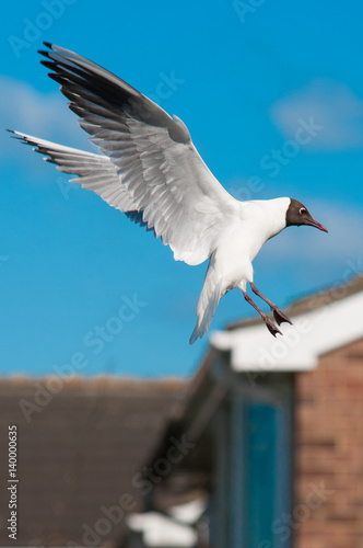 Gull in Flight