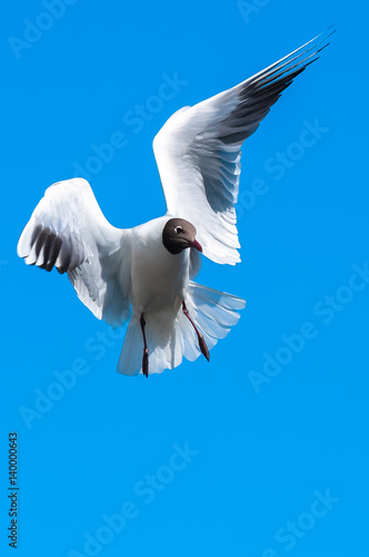 Gull in Flight