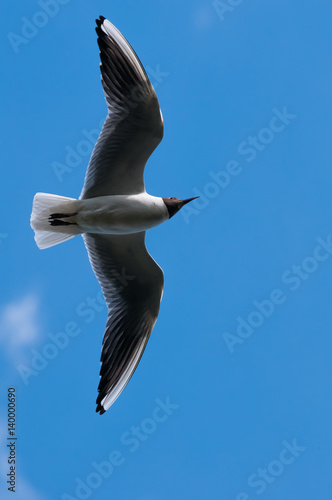 Gull in Flight