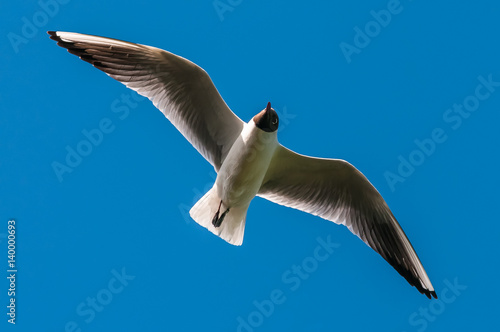 Gull in Flight
