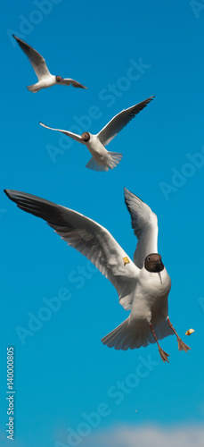  Gull in Flight