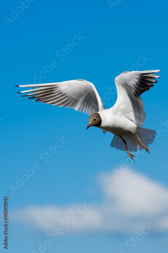 Gull in Flight
