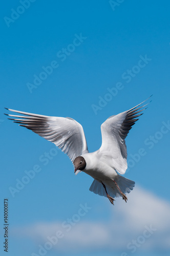 Gull in Flight
