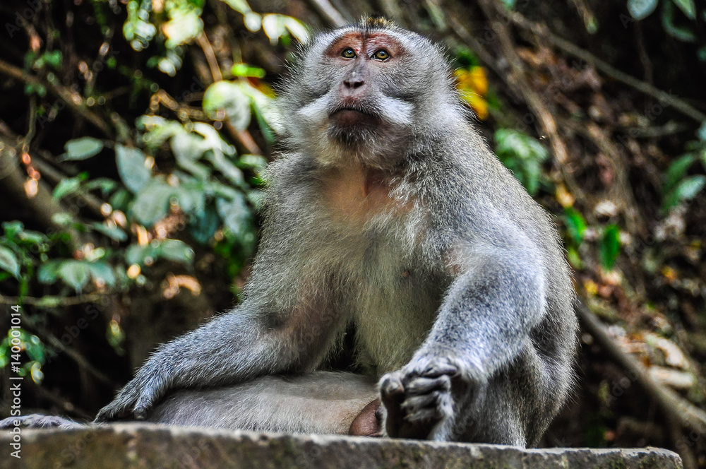 Balinese macaques in Monkey Forest in Ubud, Bali