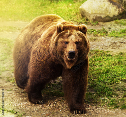 Cute russian bear walking on green grass. Nature background.