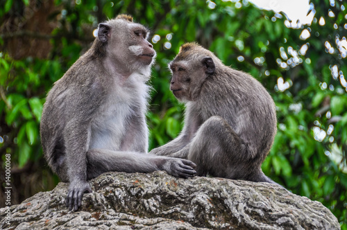 Balinese macaques in Monkey Forest in Ubud, Bali © kovgabor79