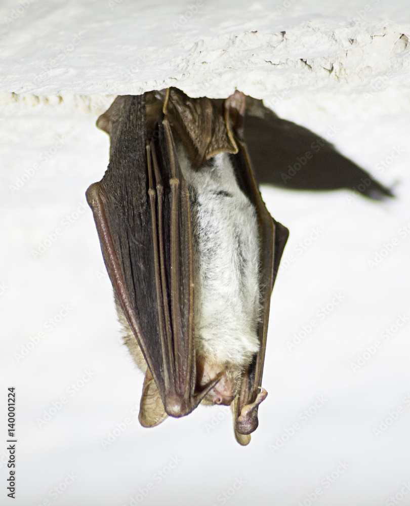 murciélago StockFoto Adobe Stock