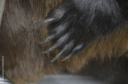 the bear's paw