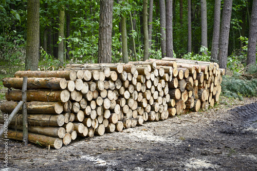 Fotografie Stack of felled trees in the forest