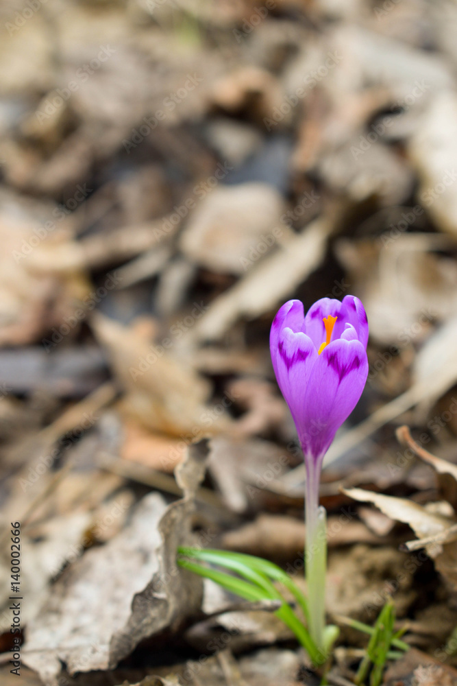 Obraz premium Snowdrops in the woods. Awakening. Spring