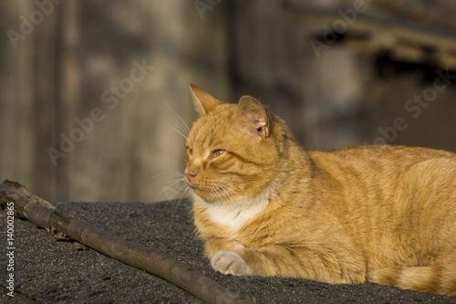 Fototapeta Naklejka Na Ścianę i Meble -  rudy kot na dachu szopy