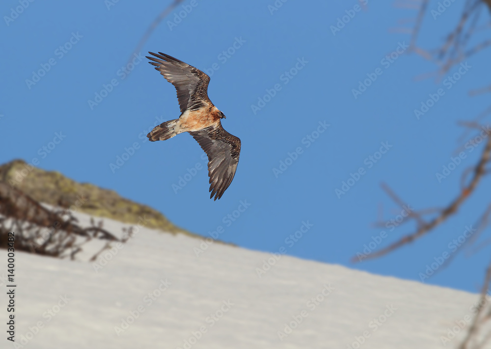 Fototapeta premium Wildlife