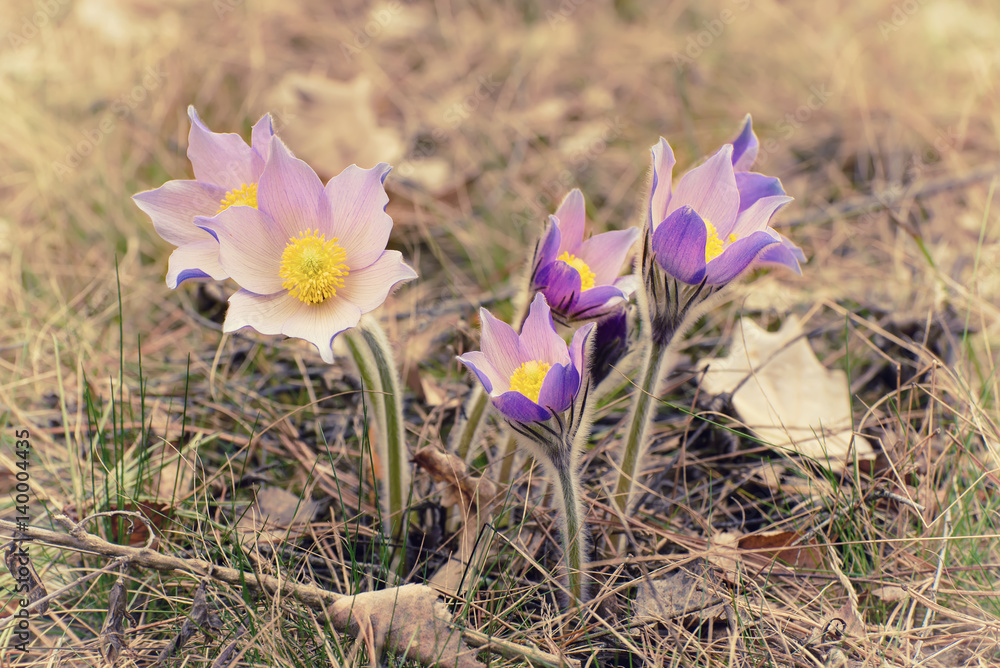 Pasque-flower growing in nature, macro spring floral vintage background Pasque-flower growing in nature, macro spring floral vintage background