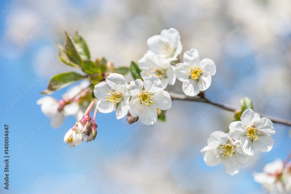 Apfelbaum Blüte am Zweig ist am blühen mit Sonnenschein