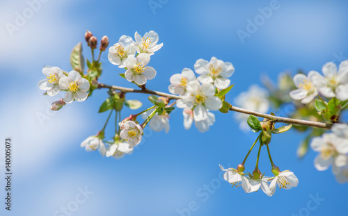 Apfelbaumblüte am sonnigen Frühlingstag